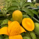 হিমসাগর আম 1