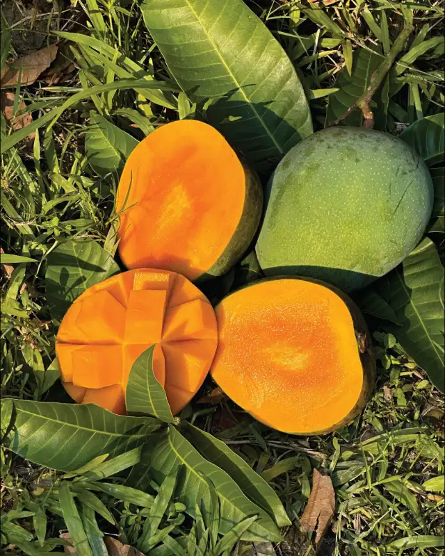 গোবিন্দভোগ আম 