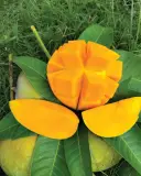 গোবিন্দভোগ আম  2