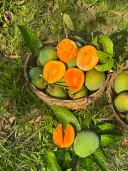 গোবিন্দভোগ আম  3