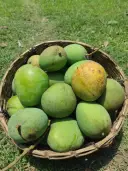 গোবিন্দভোগ আম  5