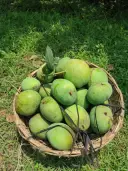 গোবিন্দভোগ আম  6
