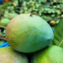 হাড়িভাঙ্গা আম 3
