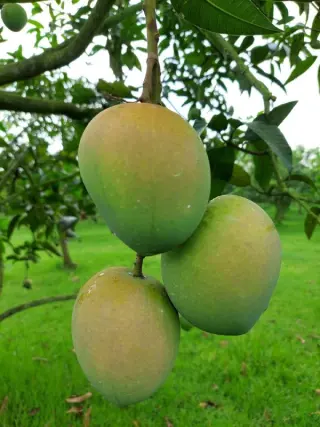 haribhanga