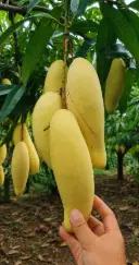 ব্যানানা আম 1