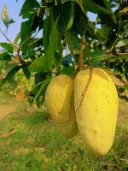 কাটিমন আম 1