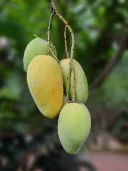 কাটিমন আম 2