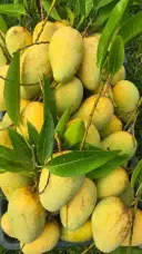 কাটিমন আম 5