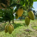কাটিমন আম 7