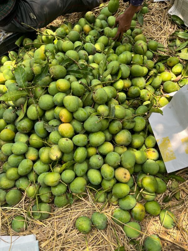 ২৫ কেজি | সাতক্ষীরার হিমসাগর আম | হোম ডেলিভারি - Image 2