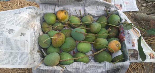 ২৫ কেজি | সাতক্ষীরার হিমসাগর আম | হোম ডেলিভারি - Image 3