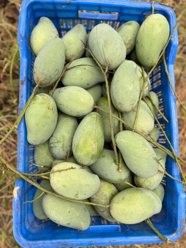 am rupali mango